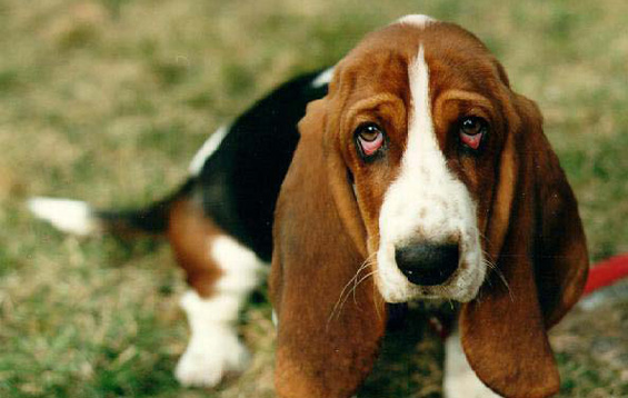 Basset hound best sale police