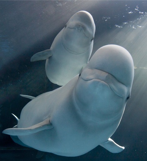 beluga whale family