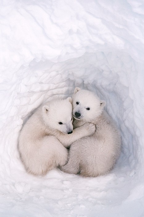 cuddle bears