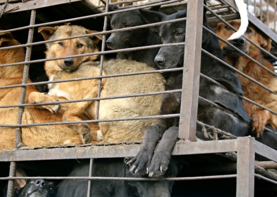 Animal lovers save over 500 caged dogs