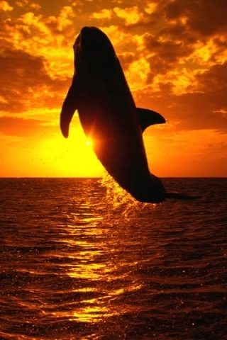 sunset whale