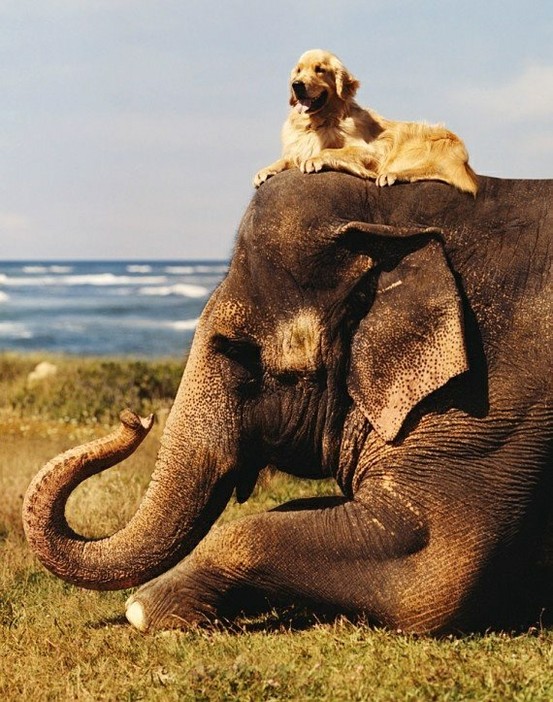 dog and elephant love