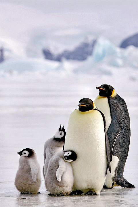 A Penguin family