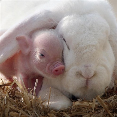 bunny and piglet