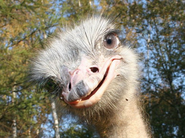 Most friendly animal in the world information