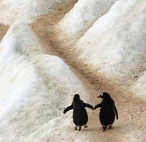 penguins love