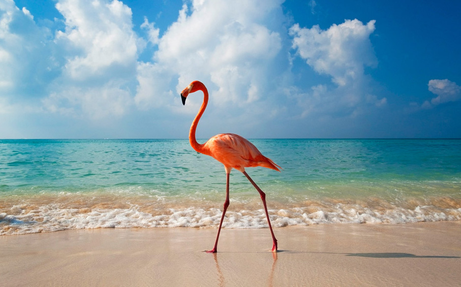 flamingo on the beach