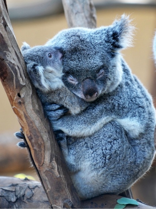 koala's cuddling