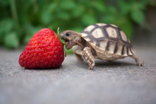 baby turtle eats fruit
