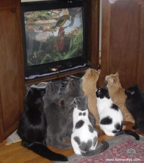 cats watching tv