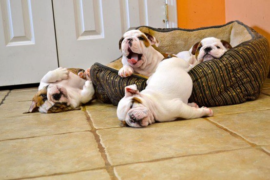 happy bulldog puppy