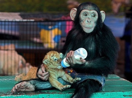 monkey feeds lion cub