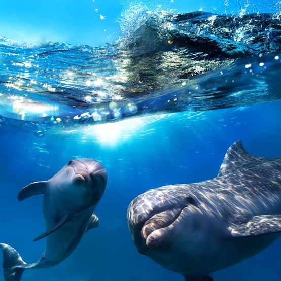 happy dolphin family