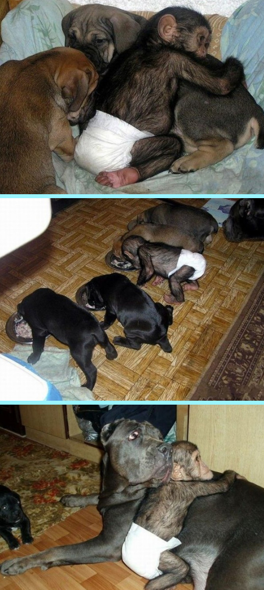 monkey raised by dog
