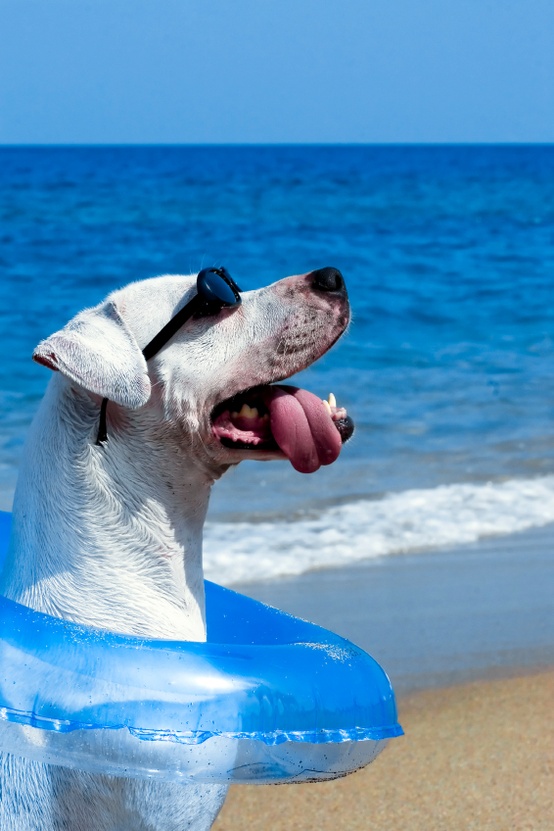 beach dog tongue out