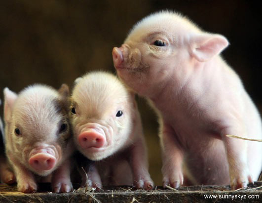 Cute Baby Piglets