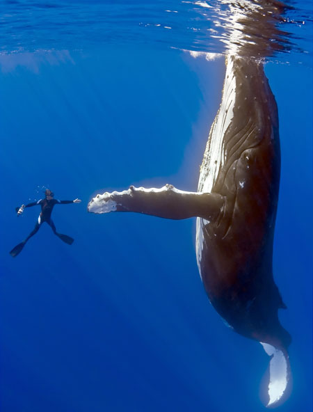 Diver with Whale