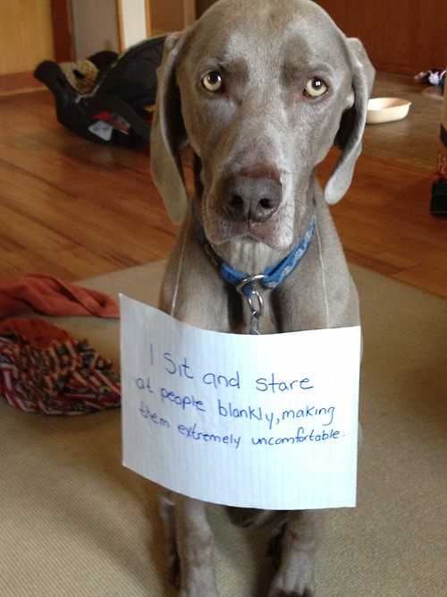 shaming photos shaming animal pictures shaming photos shaming animal pictures