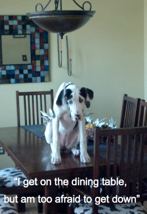 funniest dog shaming pictures
