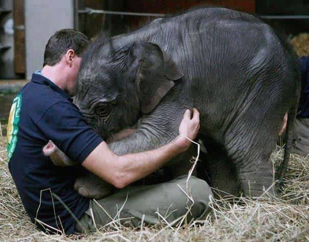 elephant scared animals precious