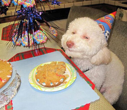 Happy Birthday Dog - Funny Smiling Dogs Happy Birthday Dog - Funny Smiling Dogs