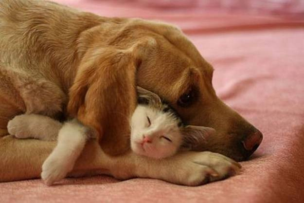 cat and dog love