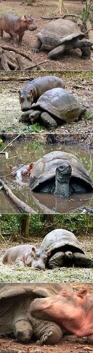 turtle hippo friends