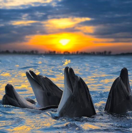 happy dolphins