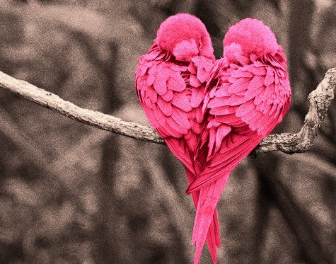 heart shaped pink lovebirds