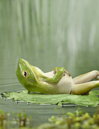 frog takes it easy cute funny animals
