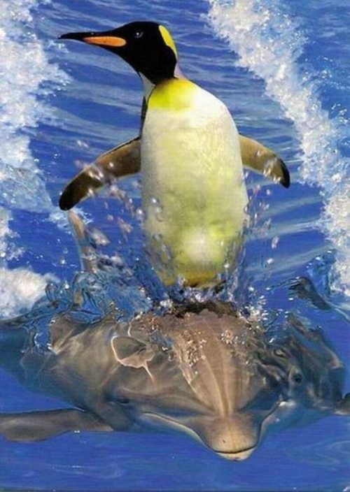 penguin surfing dolphin