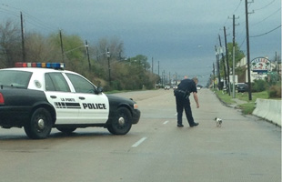 police officer stops traffic to save dog