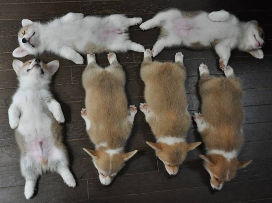 Corgi Puppies sleeping in a funny arrangement