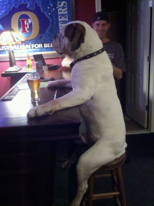 dog sitting at the bar
