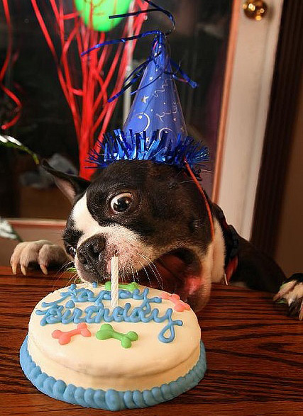 happy dog birthday