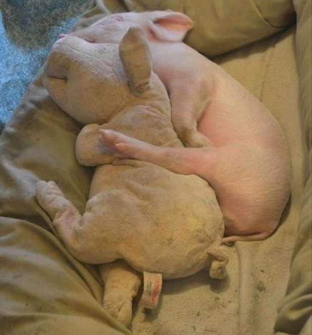 baby pig sleeping
