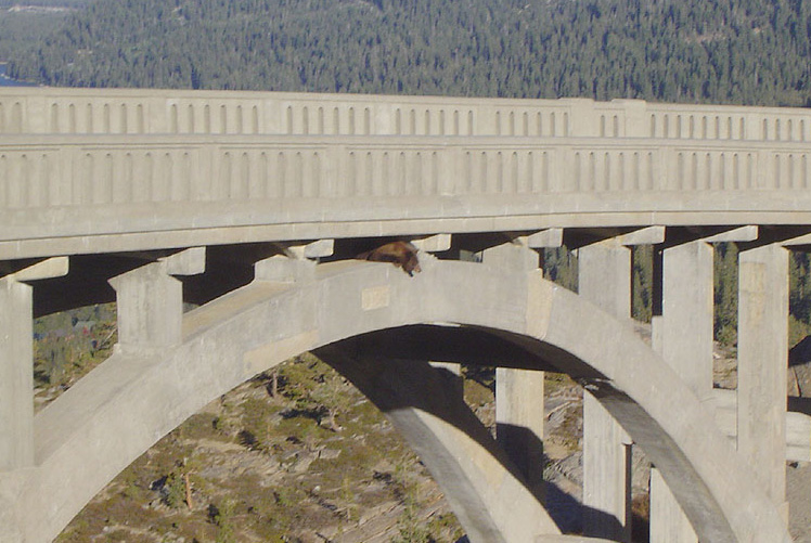 bear sleeps on bridge