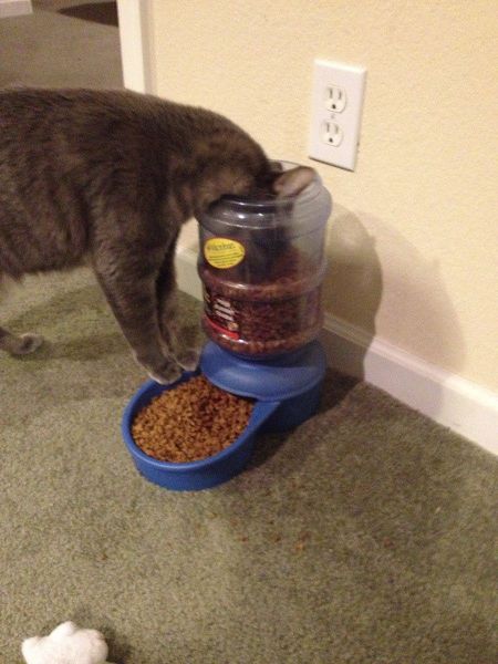 cat feeder funny picture