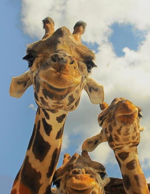 Happy Giraffe Family