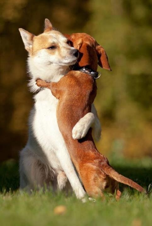 cute animal pictures dog hugs