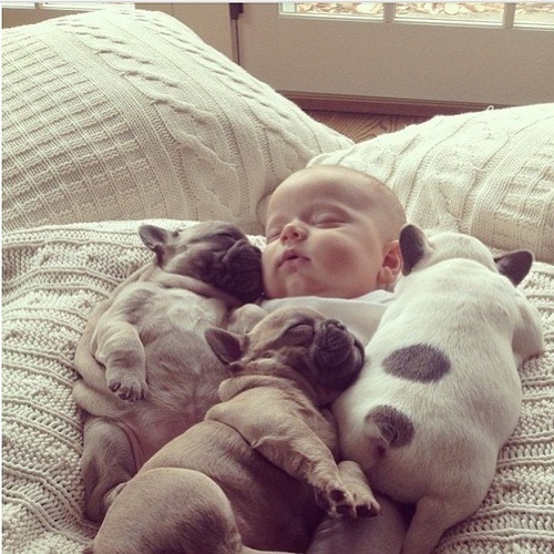 baby sleeping with puppies