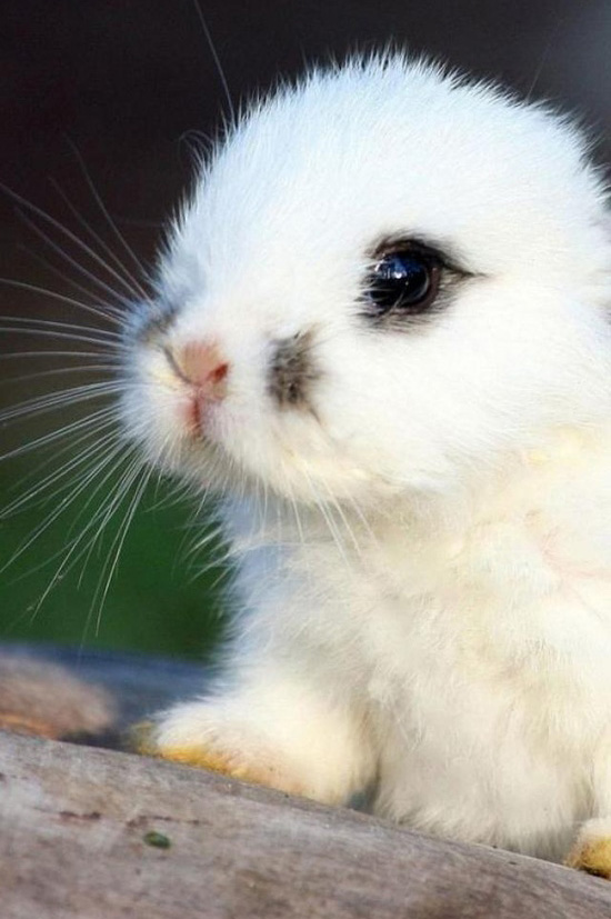 Baby Bunny