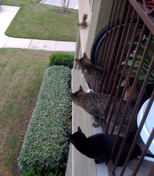 Cats on a Ledge Funny Cat Pictures