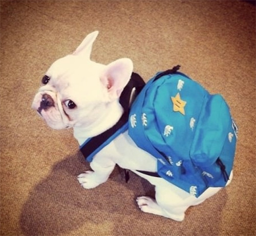 funny cute dog with backpack