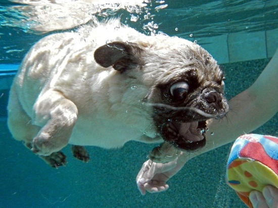 water dog pug