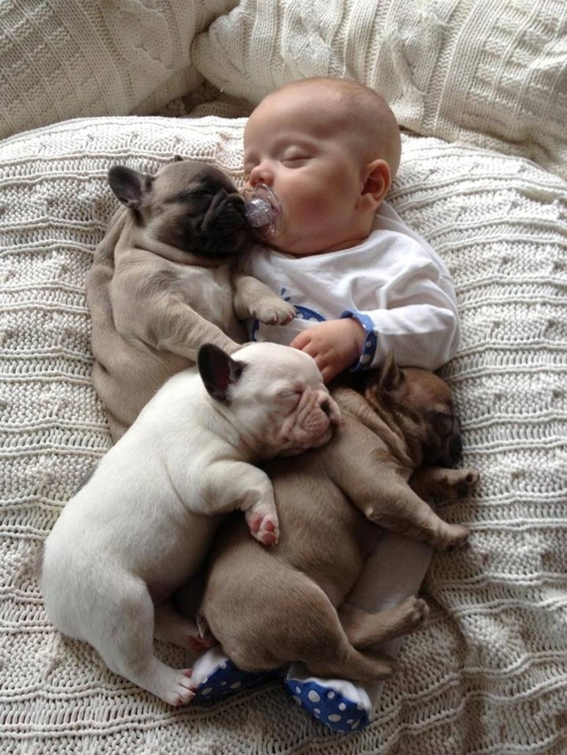 french bulldogs nap with baby