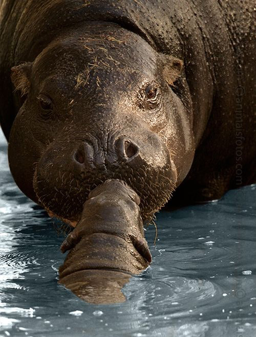 Hippo Love