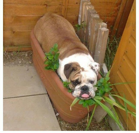 bulldog in plants