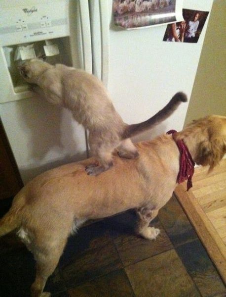 cat and dogs teamwork