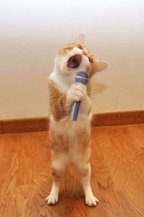 cat singing